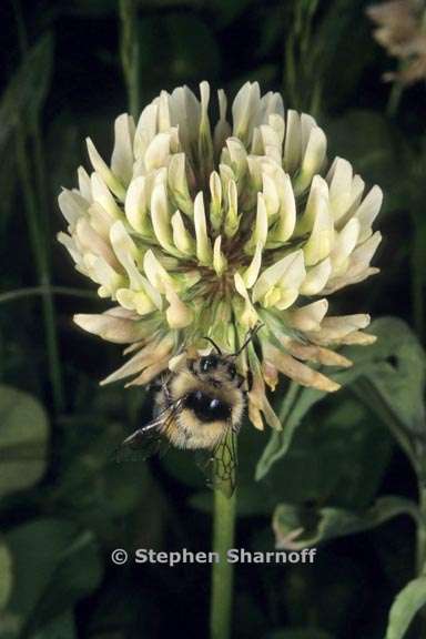 trifolium repens graphic